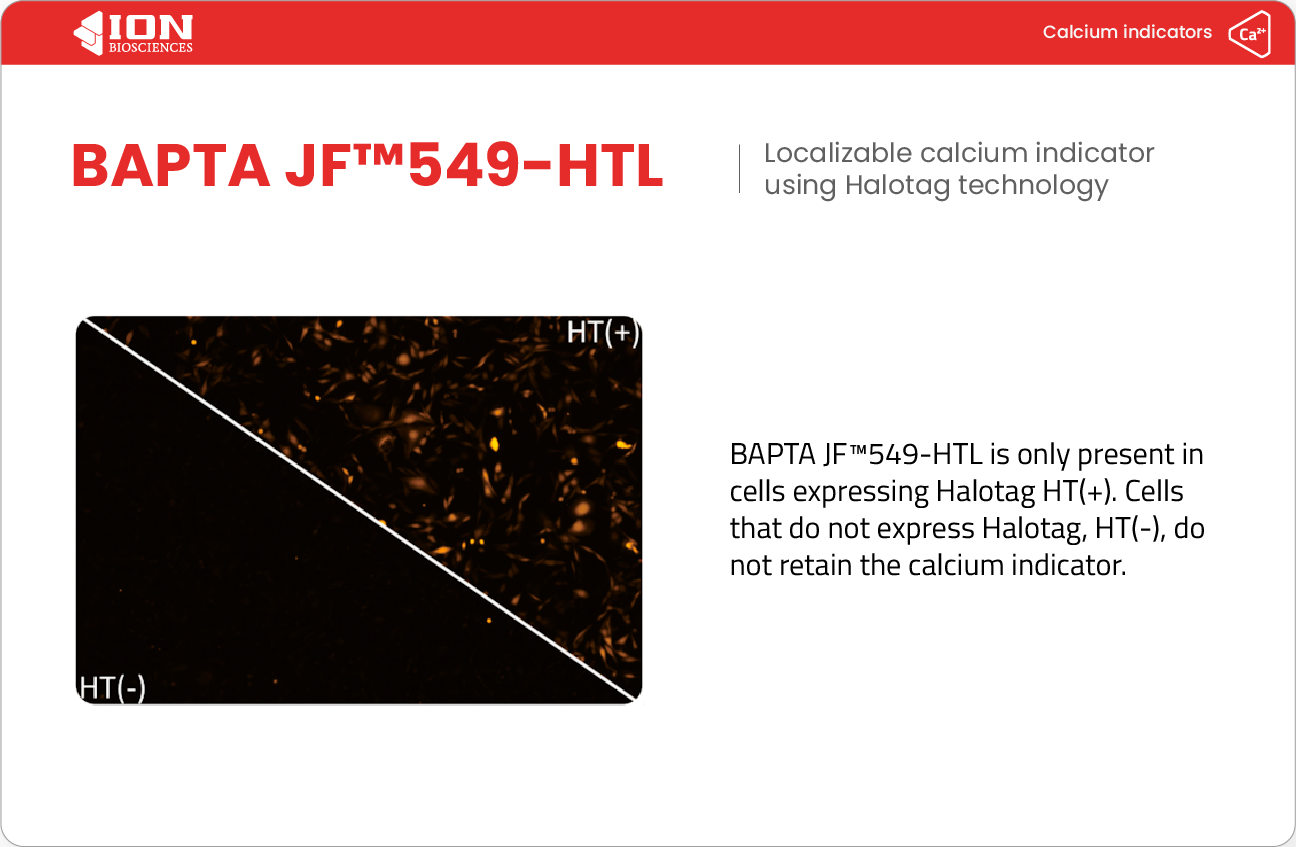 Fluorescence images of BAPTA JF549-HTL loaded cells. Cells expressing halotag are significantly brighter than wild-type cells.