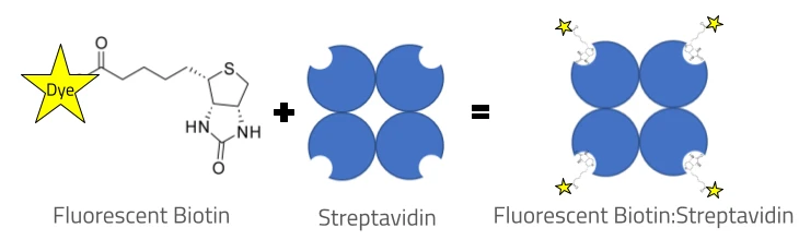 Illustration displaying the use of a conjugatable ion indicator for labeling proteins. The specific example shown is biotin-avidin coupling.