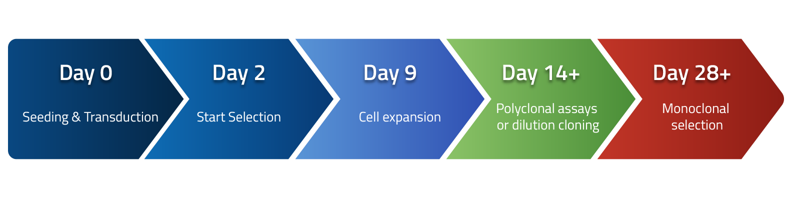 Timeline for custom cell line engineering workflow at ION Biosciences
