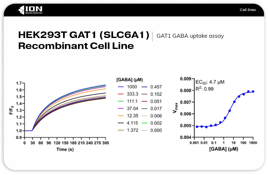 graphs showing uptake of GABA by GAT1 with SLC transporter assay