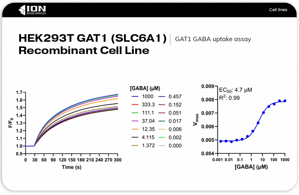graphs showing uptake of GABA by GAT1 with SLC transporter assay