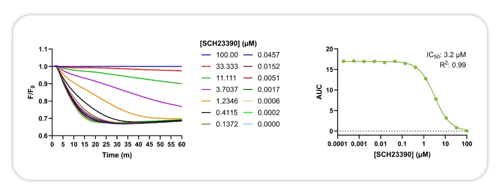 GIRK potassium channel assay to identify Kir3 inhibitors. Kinetic traces and dose response curves for SCH23390, a selective GIRK inhibitor.
