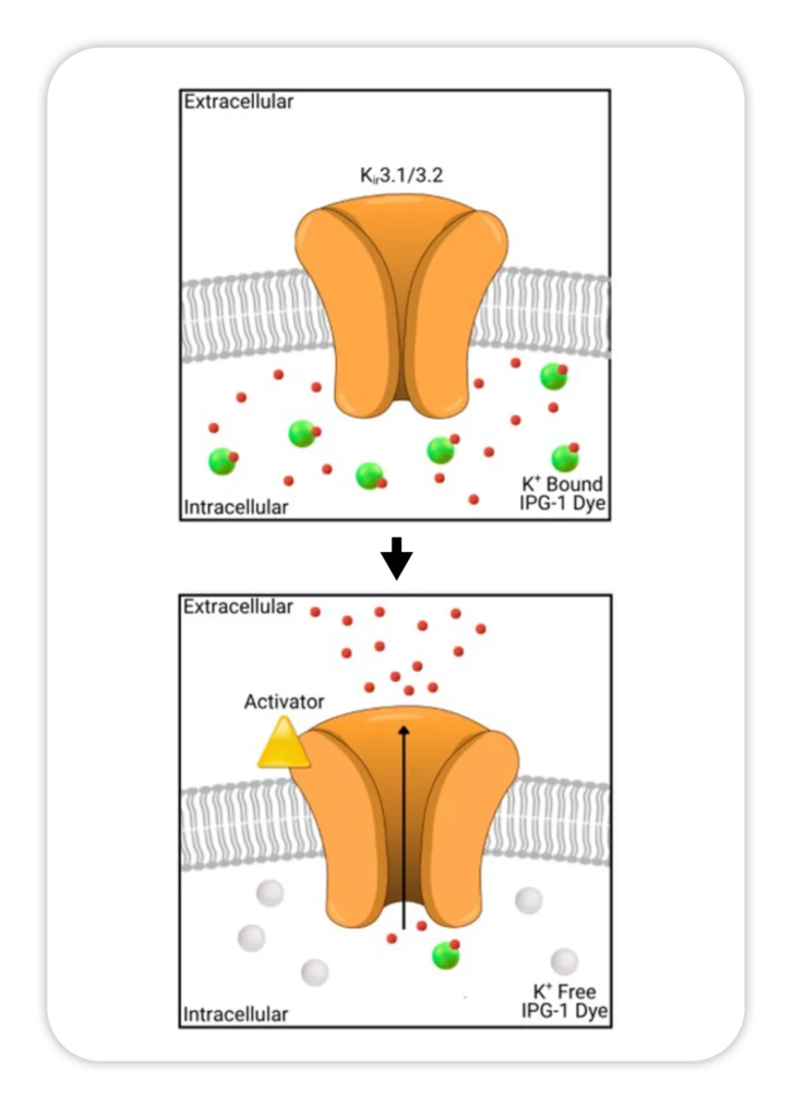 GIRK potassium channel assay illustration