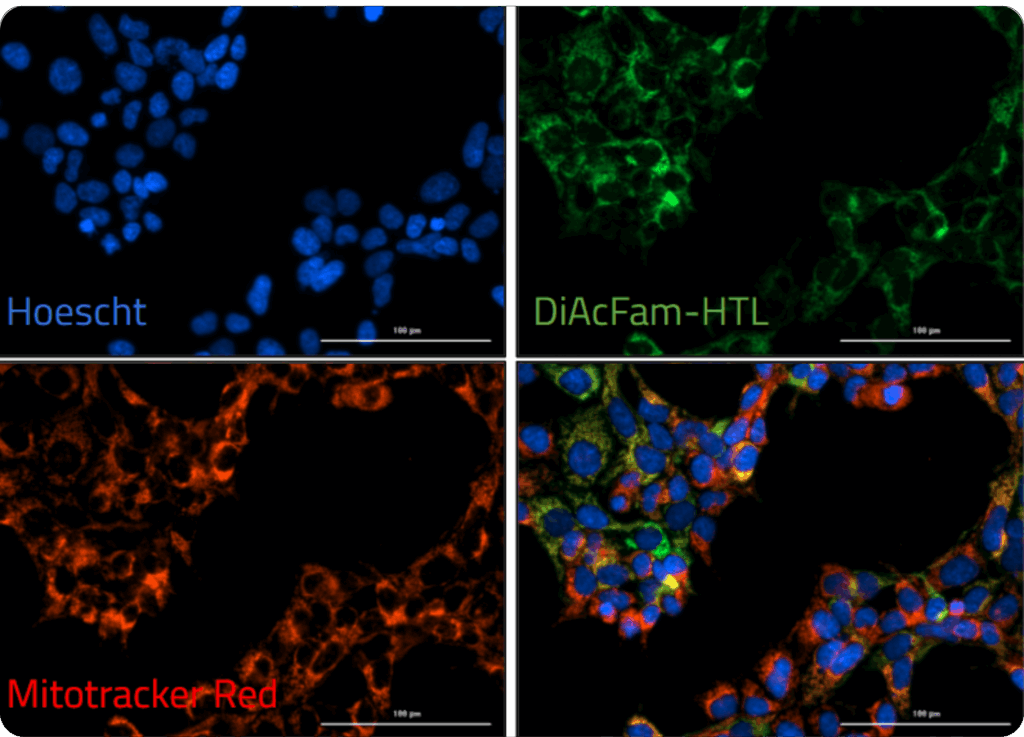 Fluorescence overlay of mitochondrially localized halotag expression with a mitochondrial stain, mitotracker red, and a nuclear stain, hoescht.