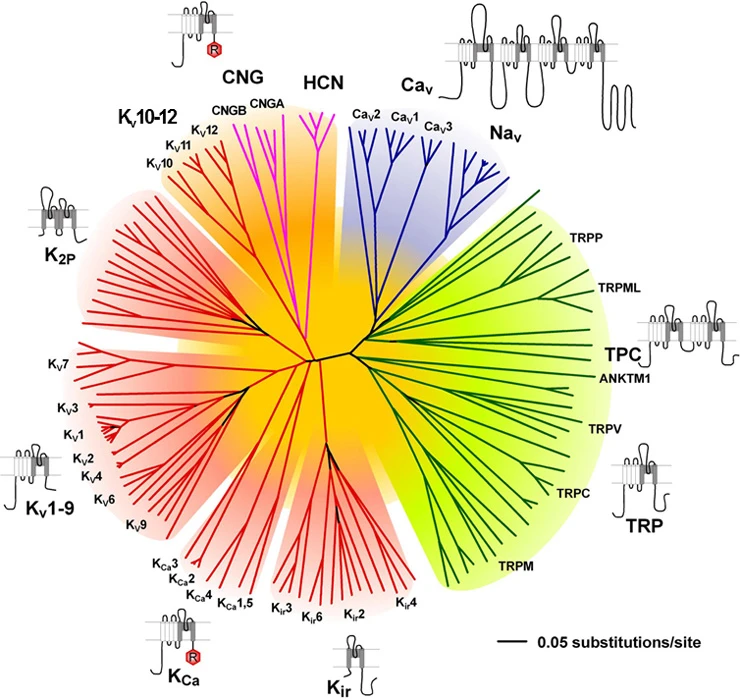 Diagram shows the evolutionary relationship of ion channel families