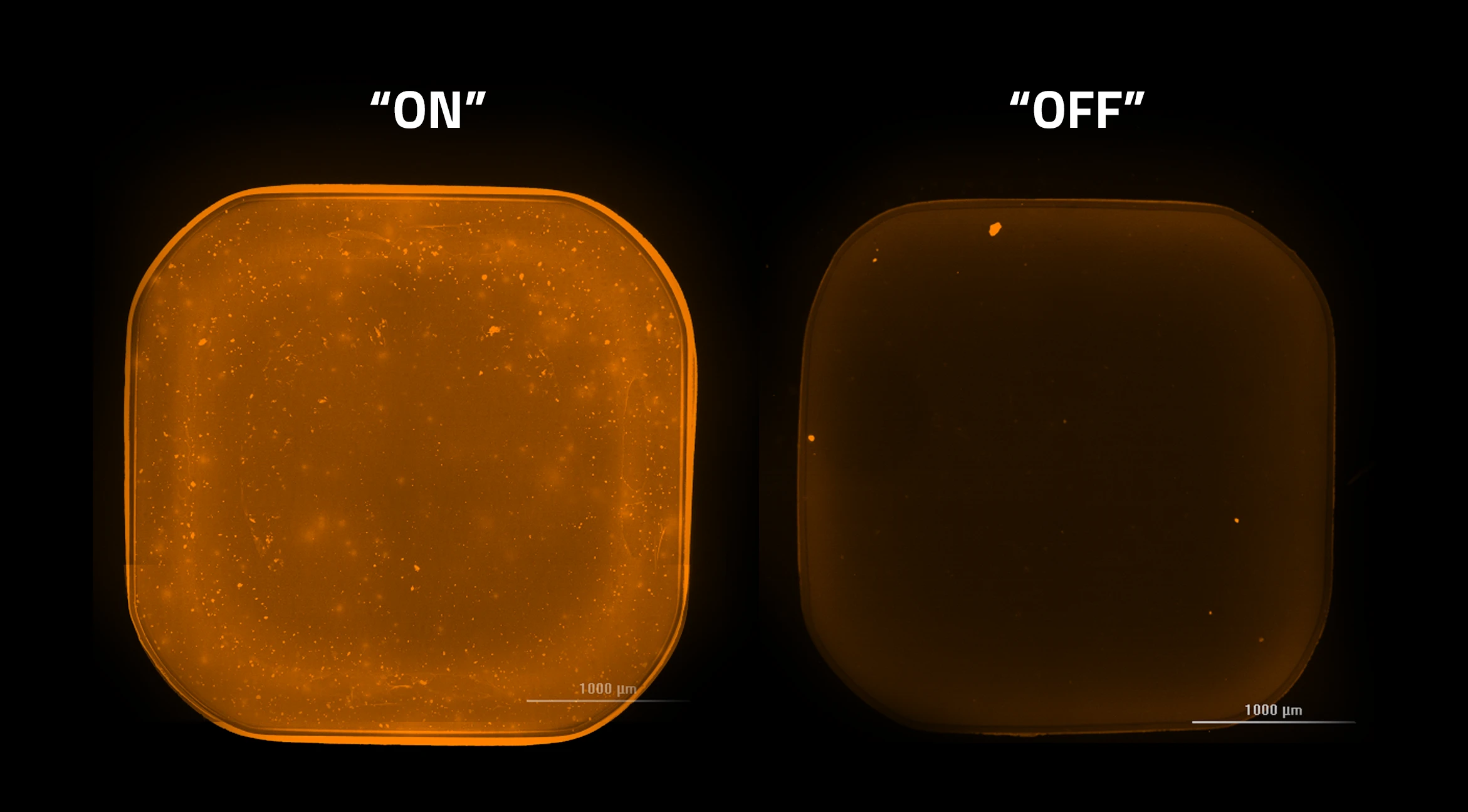 Fluorescence images of a biotinylated ion indicator conjugated to an avidin coated surface. Two images show the indicator in the on and off states.