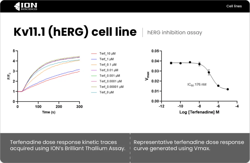 Representative hERG assay data for high-throughput screening of Kv11.1 modulators, such as terfenadine.