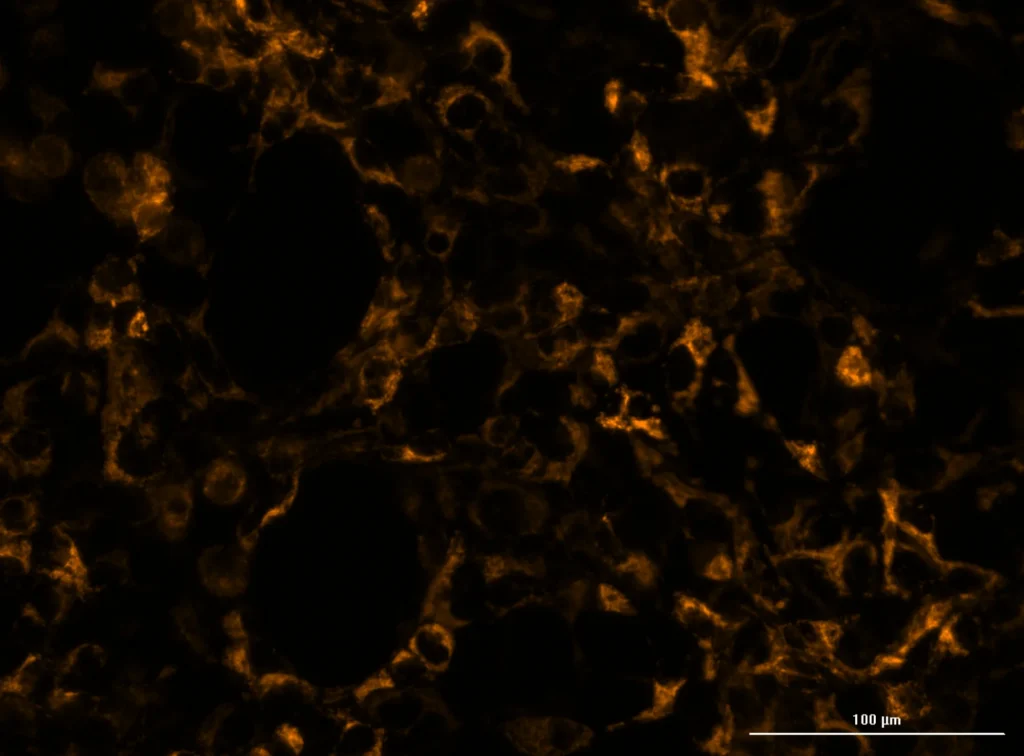 HEK293T cells transduced with Mito-HaloTag and stained with ION Biosciences’ 6-TMR-HTL.