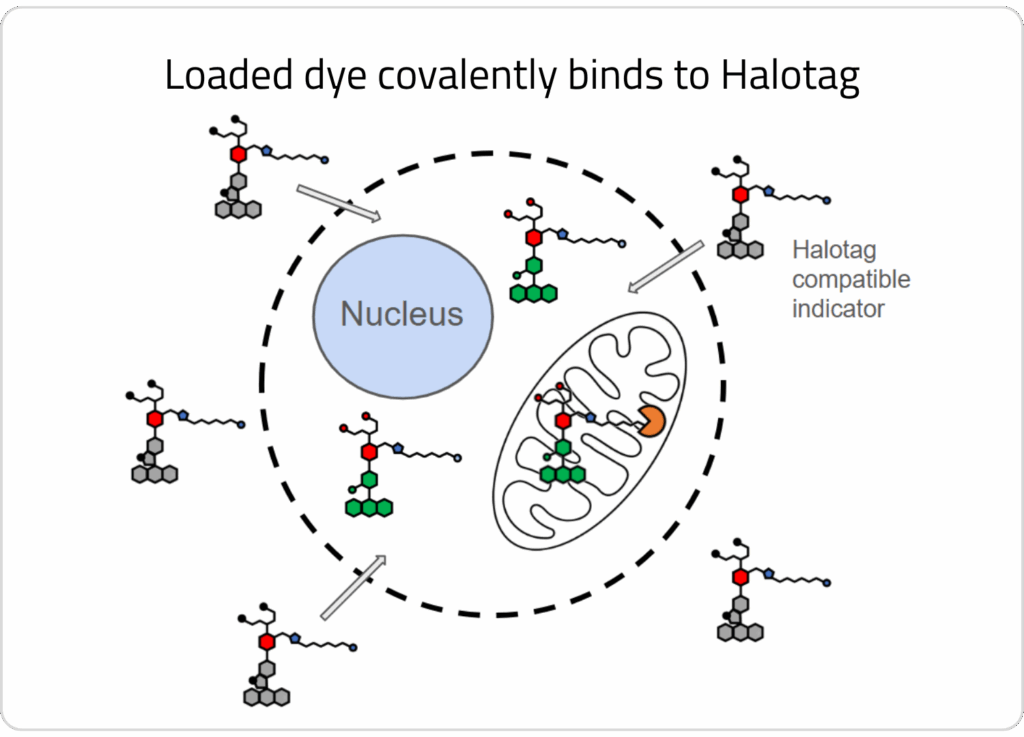 Drawing showing halotag compatible ion indicator localized in a cellular organelle.
