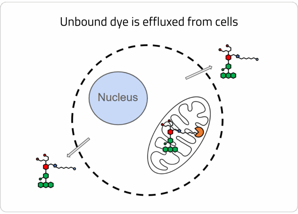 Drawing showing halotag compatible ion indicator localized in a cellular organelle after free dye efflux.