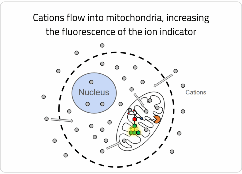 Drawing showing halotag compatible ion indicator responding to stimulus addition.