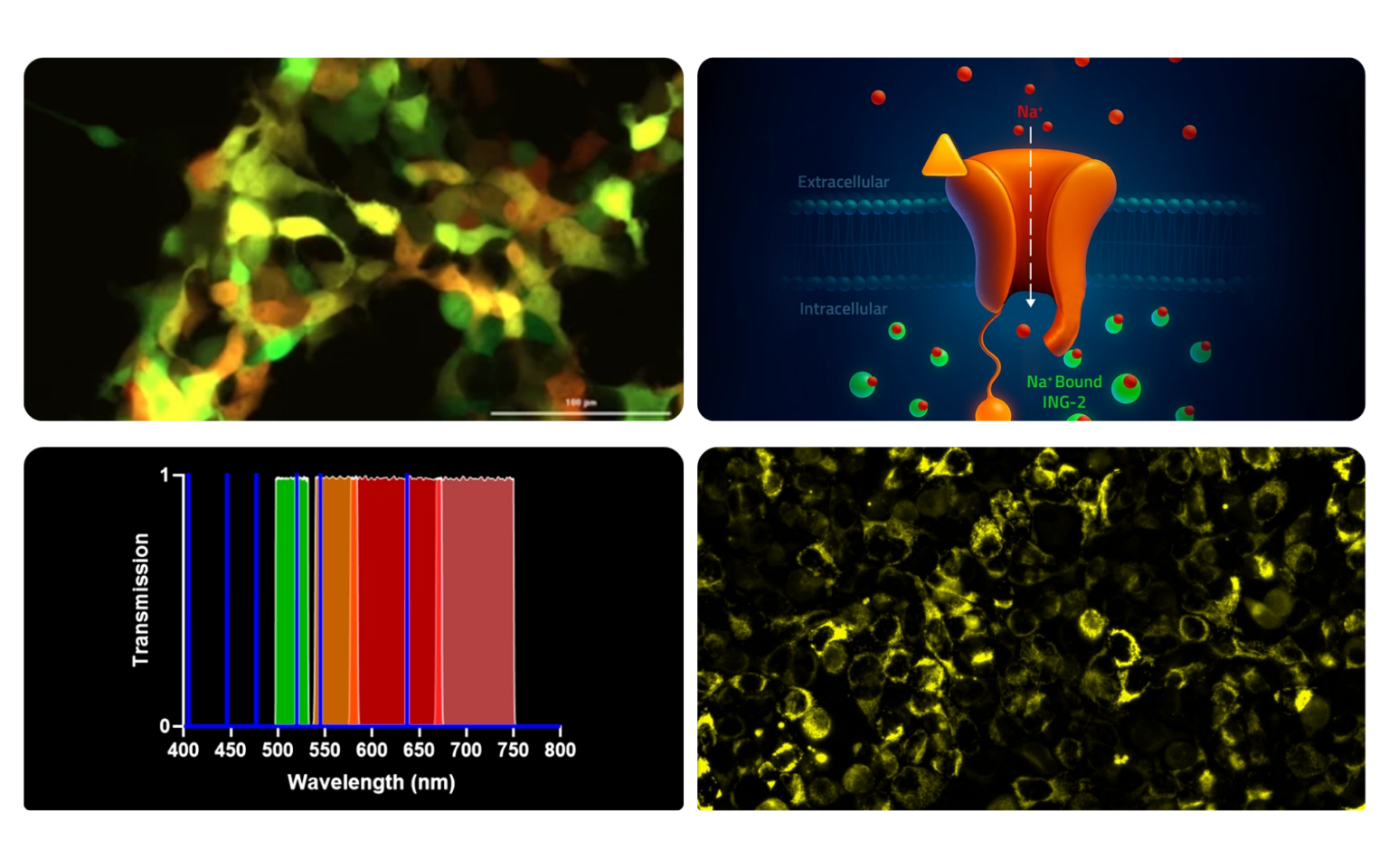 Target-Specific Assay | ION Biosciences