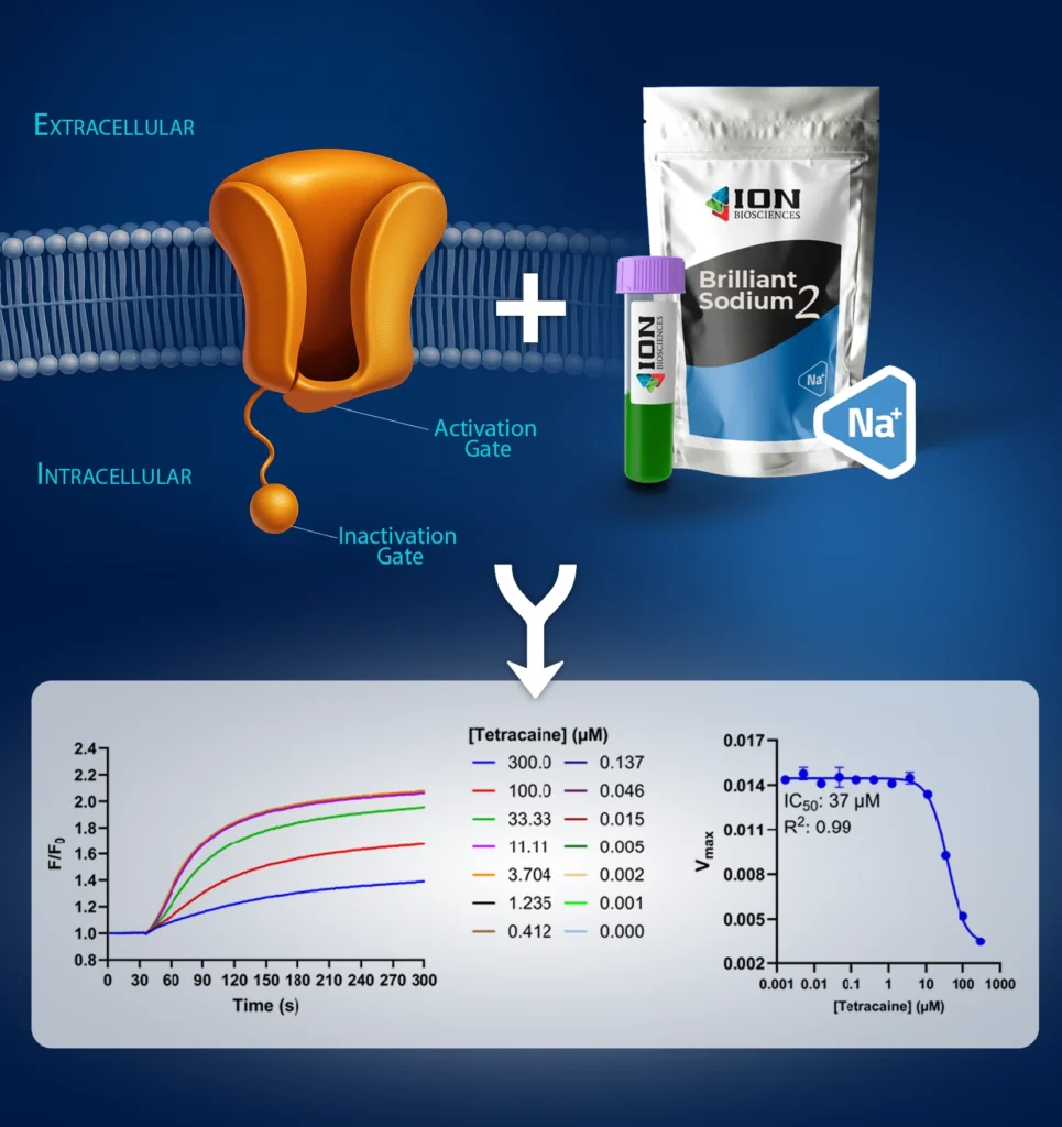 Sodium channel assay development example that combines a voltage-gated sodium channel expressing cell with Brilliant Sodium 2 for inhibitor screening.