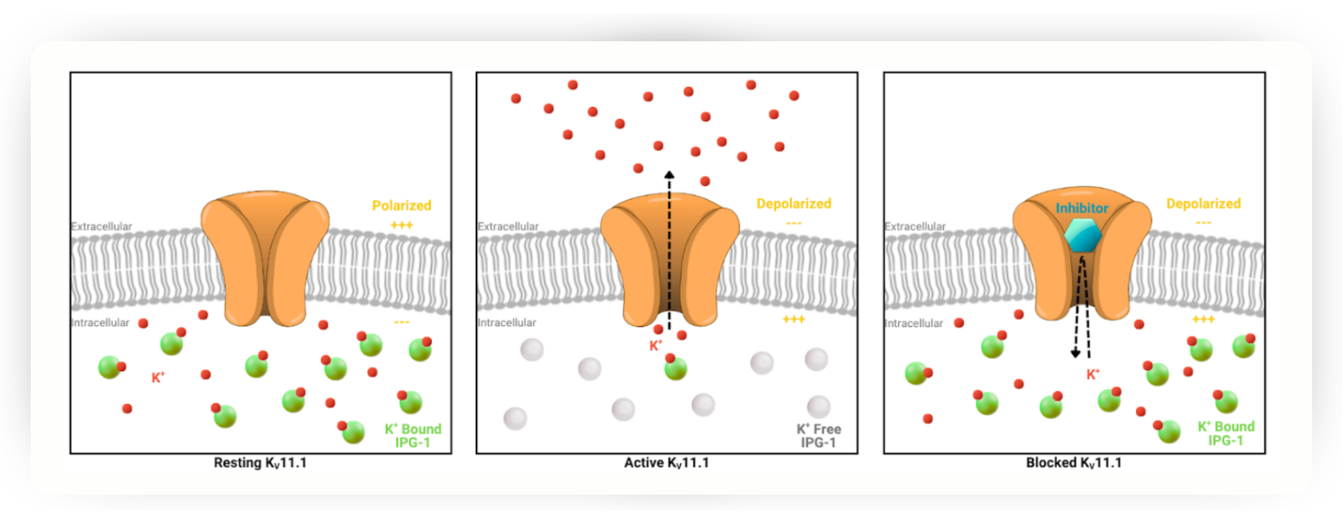 Series of graphics showing how the Thallium-free hERG Channel Assay works
