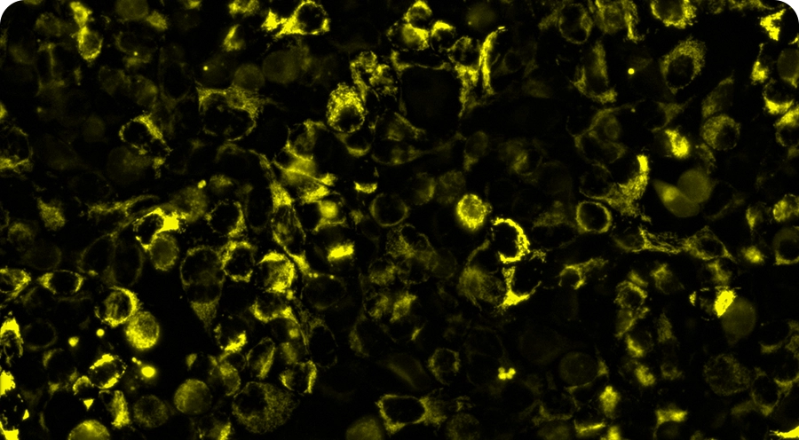 Image of cells expressing halotag in the mitochondria and stained with ION Thallos Gold-HTL.