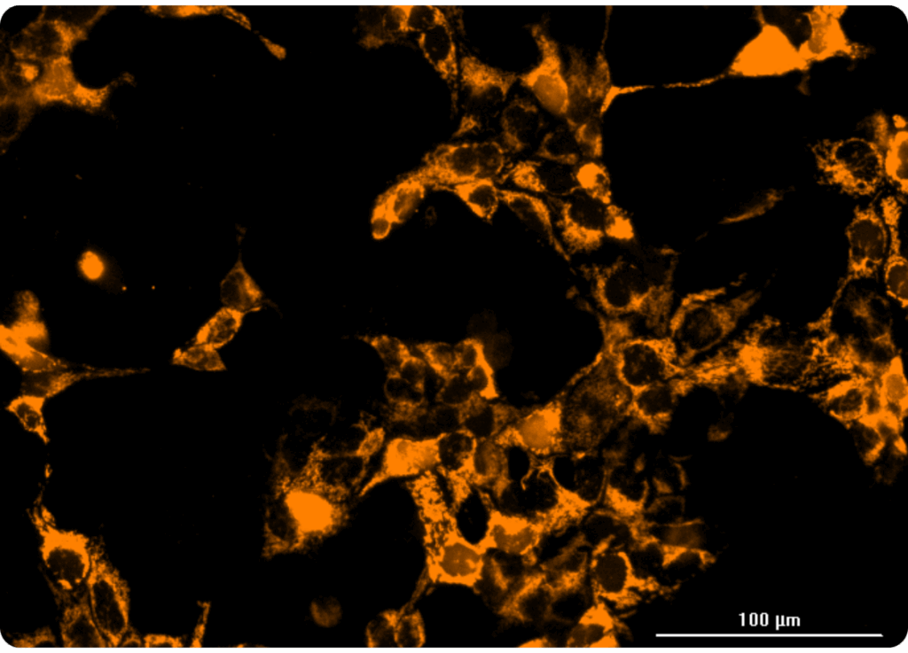 Increased fluorescence intensity displayed by mitochondrially localized ION Thallos Gold-HTL after the introduction of thallium ions.