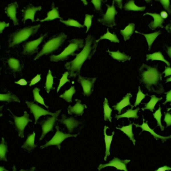 Fluorescence image of calcein AM stained cells.