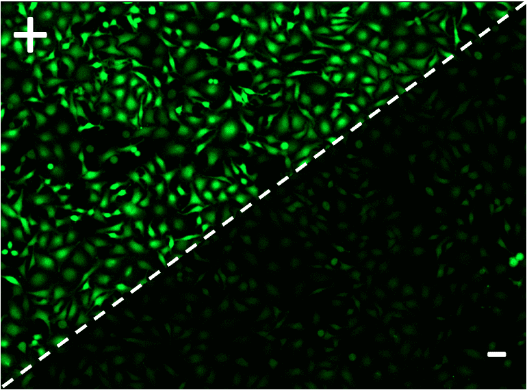 Fluorescence images of Fluo-4 stained cells before and after the addition of ionomycin