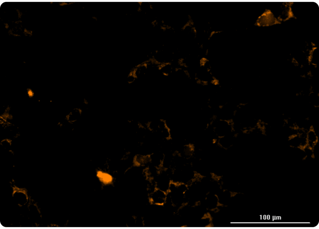 Mitochondria loaded with ION Thallos Gold-HTL using localized halotag expression.