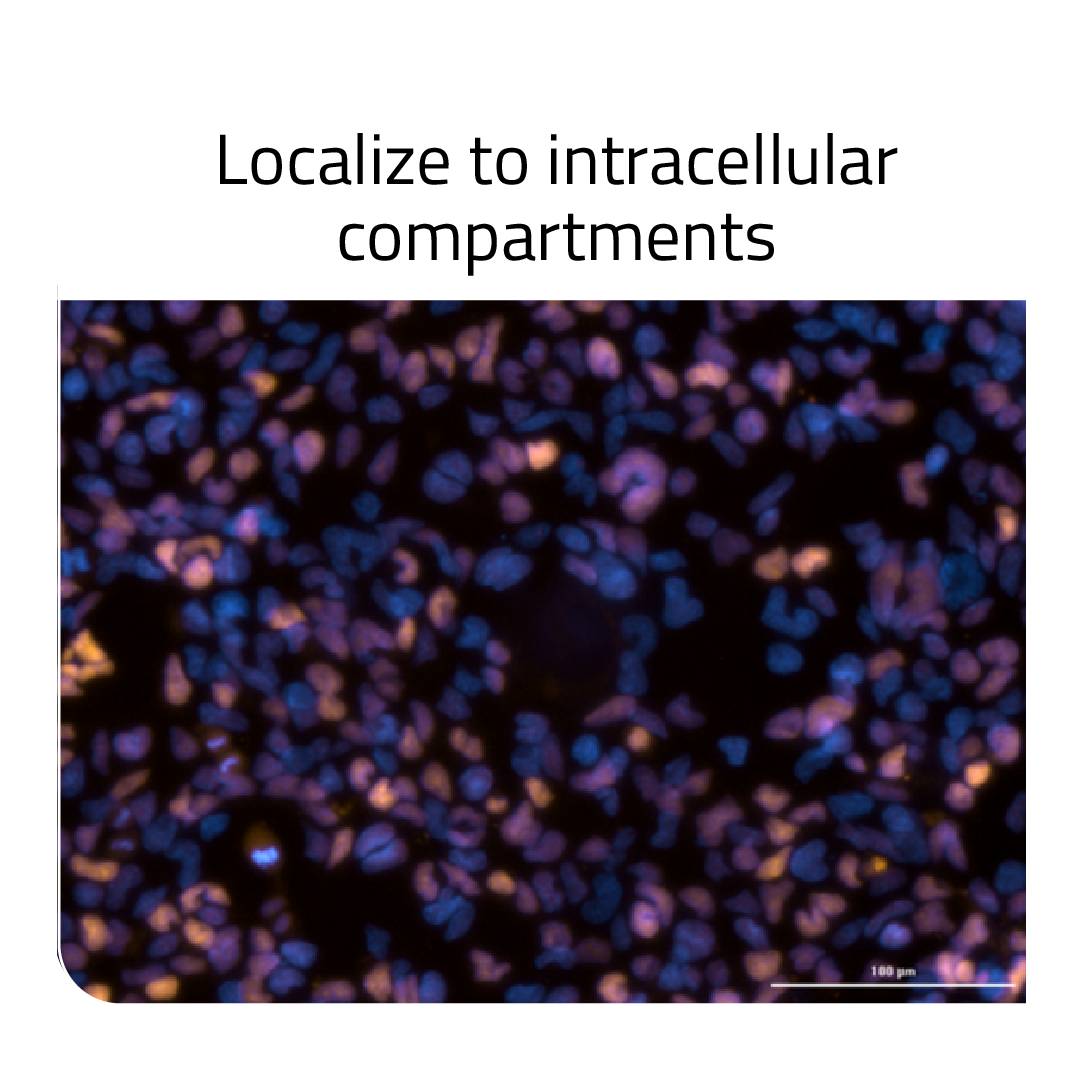 localize to intracellular compartments