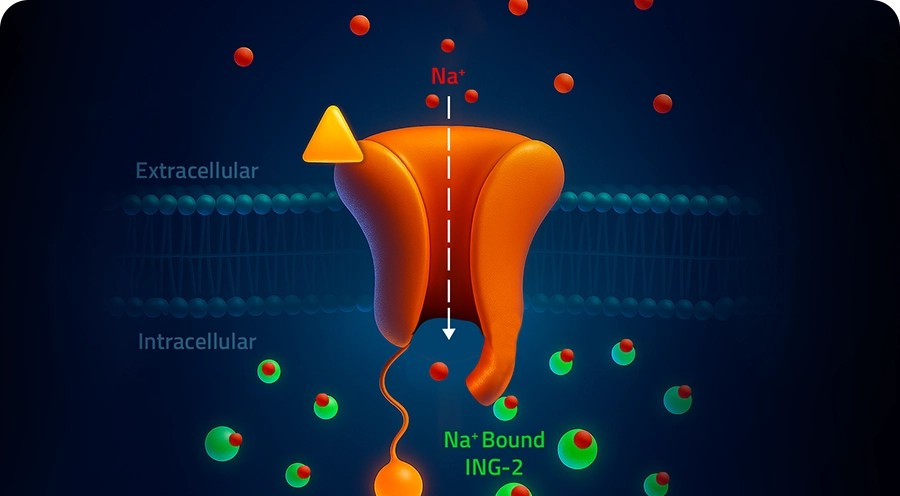 Illustration of a sodium channel in a membrane