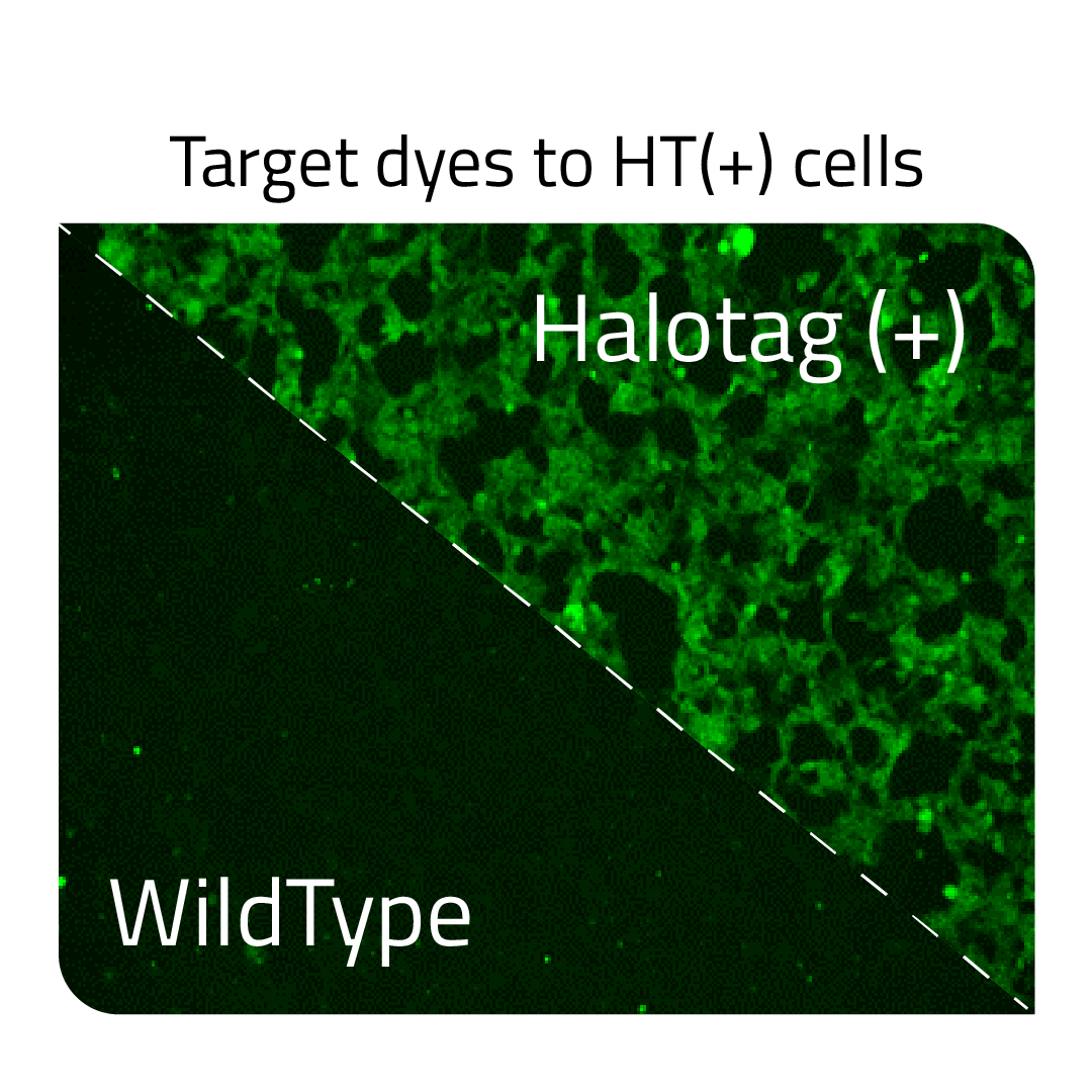 target cells halotag